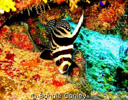 Spotted Drum seen in Grand Cayman August 2008.  Photo tak... by Bonnie Conley 